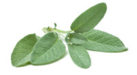 Latin America Sage Herb Extract Market